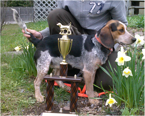 champion rabbit beagles